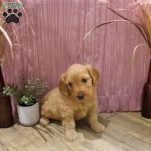 Theo, Mini Goldendoodle Puppy